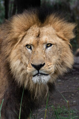 Portrait of a lion