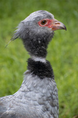 southern screamer head shot.
