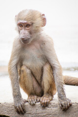 portrait of a juvenile macaque