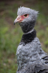 southern screamer close up.