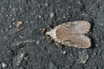 クロカギヒラタマルハキバガ（北海道・様似町）
