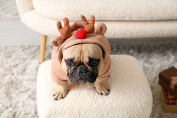 Cute dog in reindeer costume at home on Christmas eve