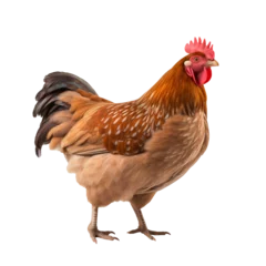 Fotobehang Beautiful chicken, cut out - stock png.  © Volodymyr