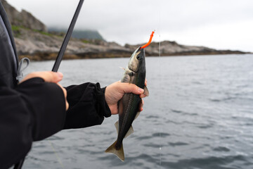 A fisherman unhooking a fresh catch on a rocky shore in Norway, with serene waters and distant...