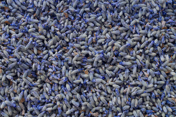 An abstract image of blue and purple dried lavender flower petals in a pile creating a soft purple background. 