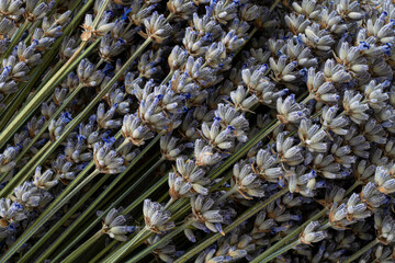 A close up image of dried lavender flower stems with bright purple flower buds. 