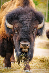 Fototapeta premium Close-up of a bison peacefully grazing on dry grass in its natural habitat. This wildlife photograph captures the beauty of the majestic animal in the wild.