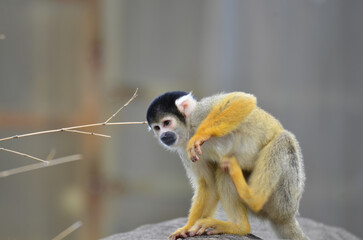 お腹をかくリスザル