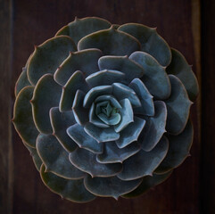 Echeveria collection - succulent plant close up for texture background or wallpaper