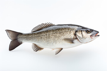 Fototapeta premium a fish with a white background and a white background