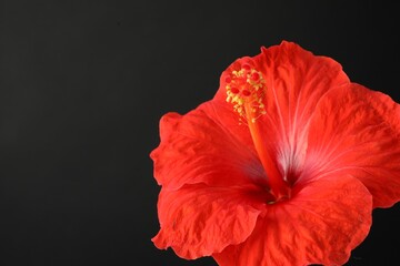 Beautiful red hibiscus flower on black background, closeup. Space for text
