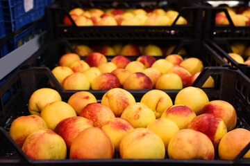 Many fresh peaches in containers at wholesale market, closeup