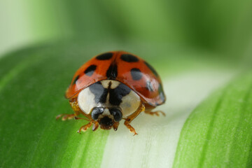 Red ladybug on green leaf against blurred background, macro view