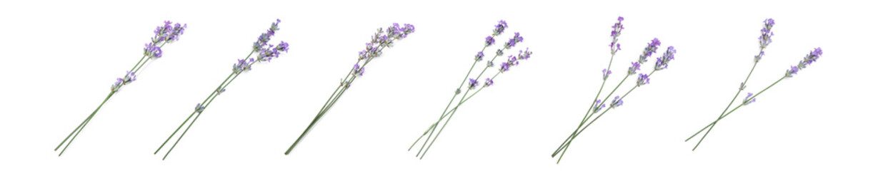 Fototapeta premium Beautiful lavender flowers isolated on white, set