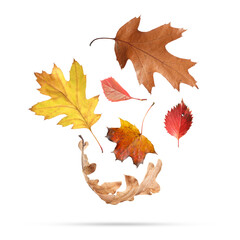 Many different bright autumn leaves falling on white background