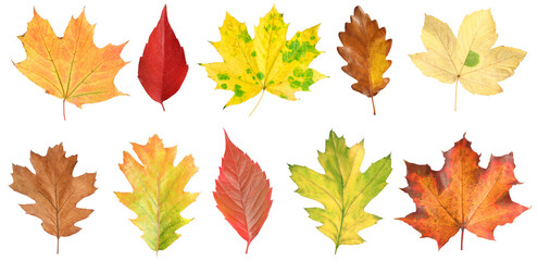 Many different bright autumn leaves isolated on white