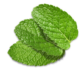 Fresh green mint leaves isolated on white