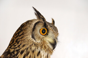 フクロウの横顔
