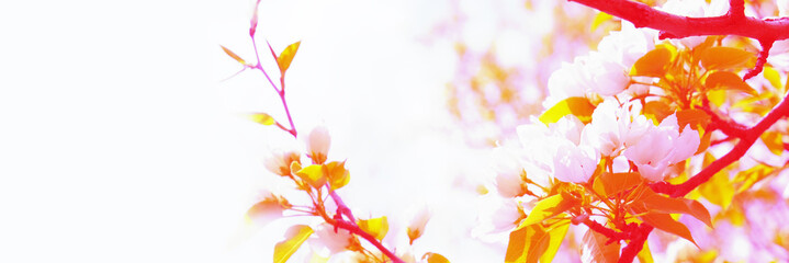 Banner with apple blossoms, pastel coloring, spring sunny day. Springtime majestic atmospheric mood. Copy space. Lightweight