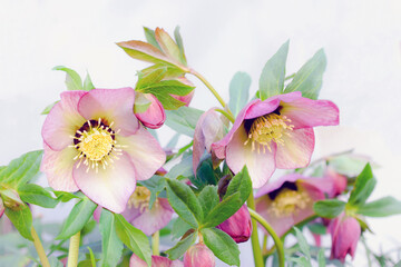 庭のピンクのクリスマスローズの花