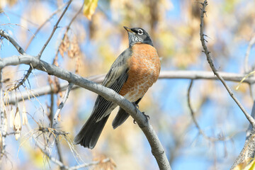 Plump American Robin perched and watching