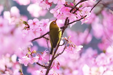 春の美しい桜とメジロ