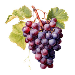 Fototapeta premium Watercolor grape on transparent background.