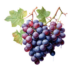 Fototapeta premium Watercolor grape on transparent background.