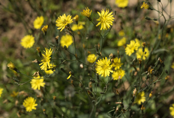 Spring, yellow, wildflowers, bee,  Creeping ixeris, close-up
