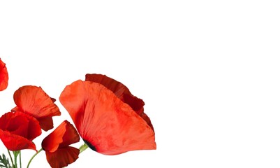 Red fresh poppy flowers. Remembrance Day concept