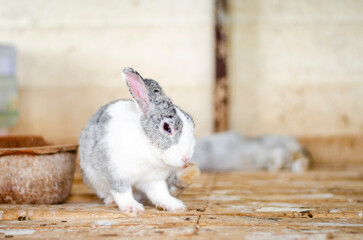 cute rabbit sitting in his wooden house