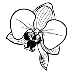 Orchid black and white vector drawing, Generative AI.