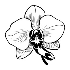 Orchid black and white vector drawing, Generative AI.