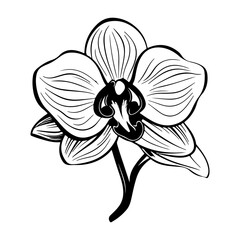 Orchid black and white vector drawing, Generative AI.