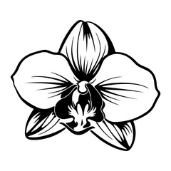 Orchid black and white vector drawing, Generative AI.