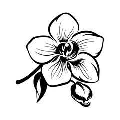 Orchid black and white vector drawing, Generative AI.