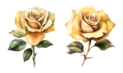 Yellow roses, watercolor clipart illustration with isolated background - obrazy, fototapety, plakaty
