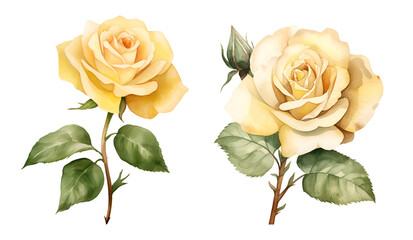 Yellow roses, watercolor clipart illustration with isolated background
