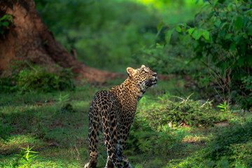 Leopard's Gaze -  Alert and Watchful in the Lush Green