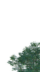 Fototapeta premium Isolated tree on a transparent background. Single tree isolated on a white background.