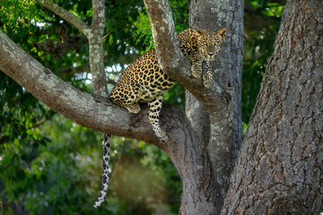 Sri Lankan Leopard Cub is sitting on a tree.