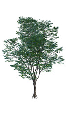 Obraz premium Isolated tree on a transparent background. Single tree isolated on a white background.