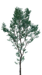 Isolated tree on a transparent background. Single tree isolated on a white background.