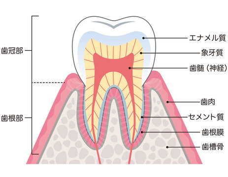 歯の構造　断面図