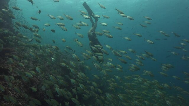 Freediver swims inside of a huge school of the yellowstripe scad (Selaroides leptolepis) 