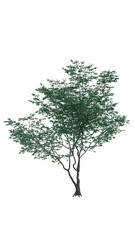 Obraz premium Isolated tree on a transparent background. Single tree isolated on a white background.