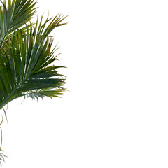 Isolated tree on a transparent background. Single tree isolated on a white background.