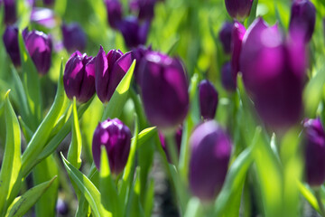Fototapeta premium Field of Colorful Beautiful Bouquet of Tulip Flower in Garden for Postcard Decoration and Agriculture Concept Design with Selective Focus.