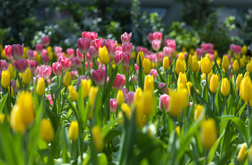 Field of Colorful Beautiful Bouquet  of Tulip Flower in Garden for Postcard Decoration and...