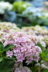 Field of Colorful Beautiful Bouquet  of Hydrangea Flower in Garden for Postcard Decoration with Selective Focus and Copy Space.